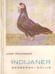 Indijaner - Berberski golub